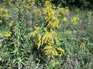 Goldenrod_in_BloomBuncombeCountyJamesWade