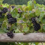 Noble cultivar in clusters on the vine