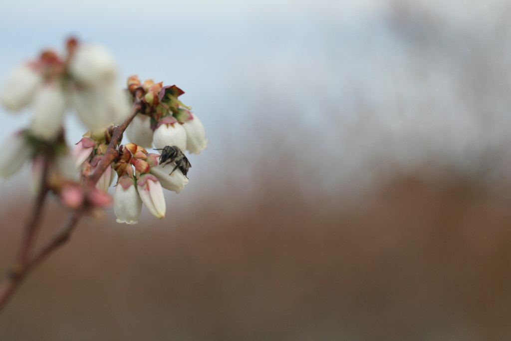 Andrena bradleyi visiting a blueberry flower. Photo: Hannah Burrack