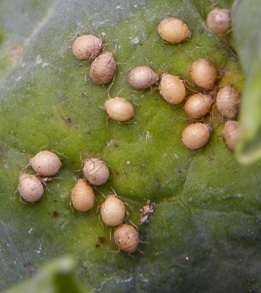 parasitized aphids