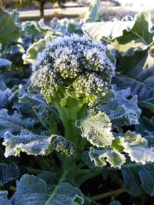 Broccoli covered in frost.