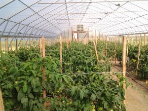 Tomatoes in Hoop House