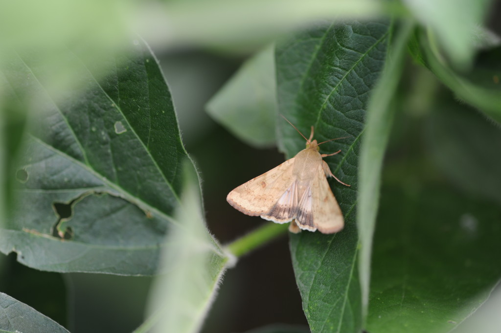 Adult corn earworm moth.