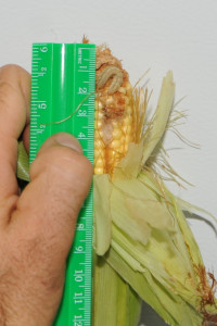 Larva feeding on corn ear.