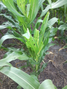 Injury resulting from whorl feeding by corn earworm larvae. Such infestations can be damaging by stunting plants, removing leaf tissue needed for photosynthesis and sometimes destroying the inner whorl.