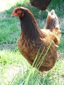 Chicken