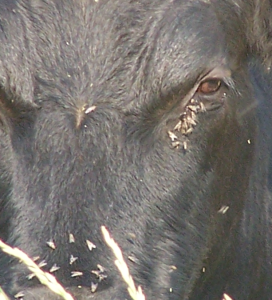 Figure 1. Face flies preferentially feed on the eyes and muzzle of cattle