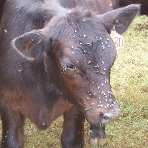 Figure 3. Face fly feeding behaviors cause irritation and annoyance to cattle