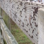 Figure 4. Face flies resting on a fence rail.