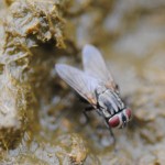 Figure 2. Female face fly ovipositing on fresh dung