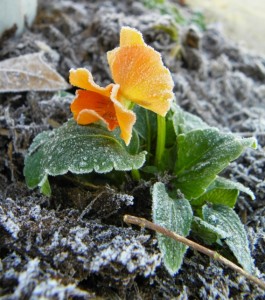 Pansy plant covered in frost.