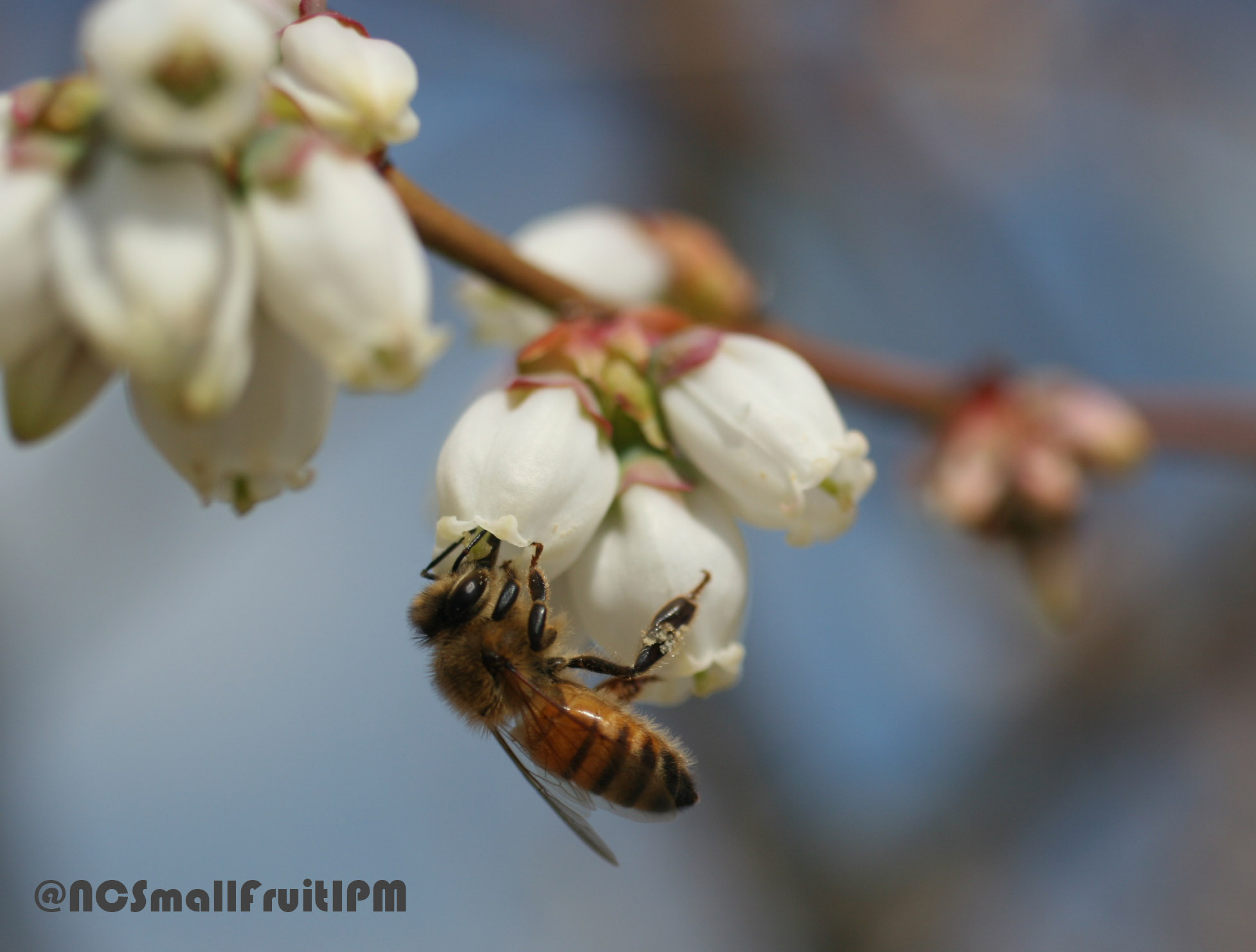 Rabbiteye Blueberry Pollination Chart