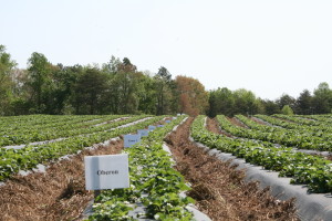 Strawberry field research plots. Photo: Hannah Burrack