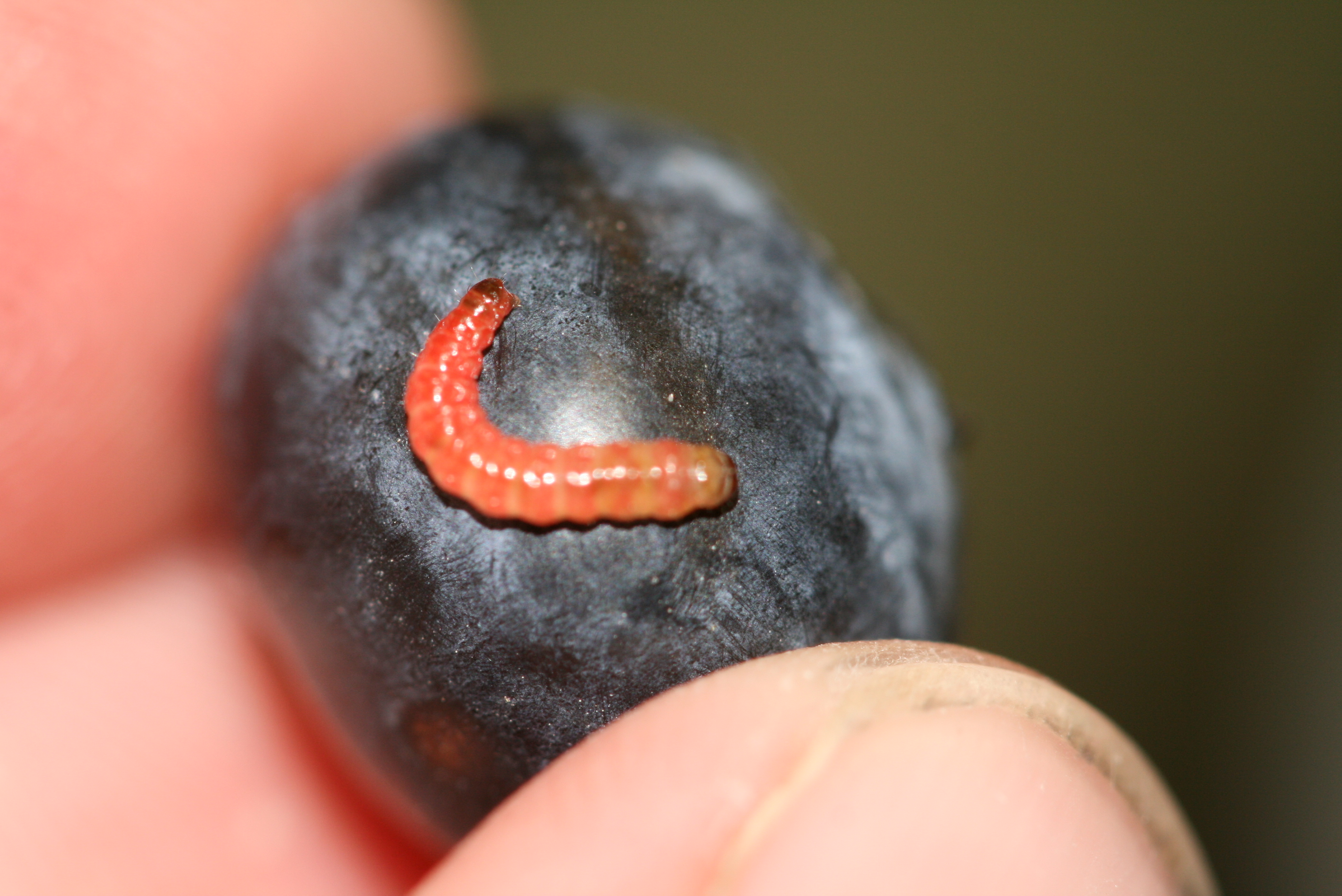 Cherry fruitworm larva on blueberry. Photo: Hannah J. Burrack