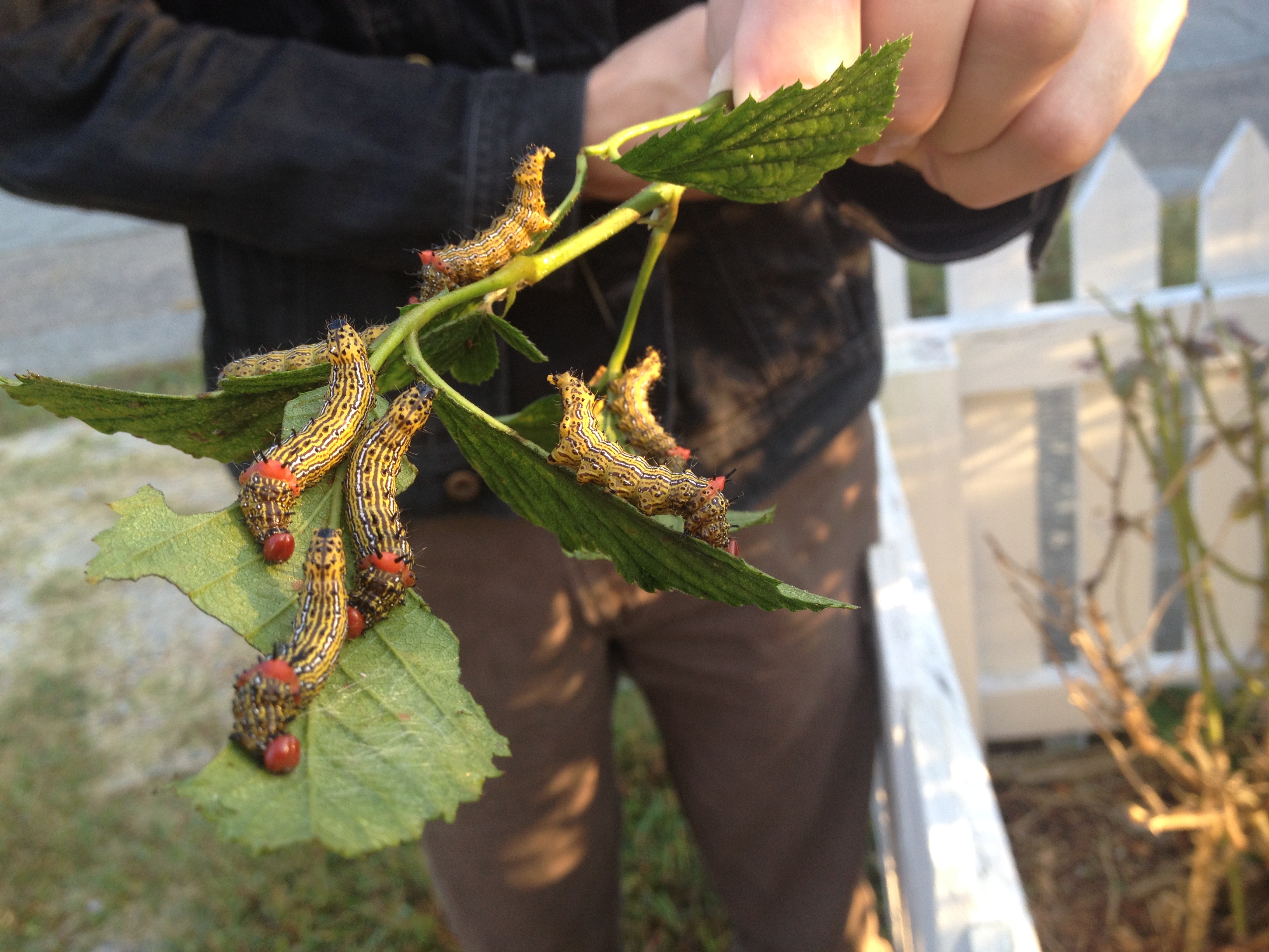 A cluster of red humped caterpillars (Schizura concinna) feeding on blackberry foliage. Photo: Hannah Burrack