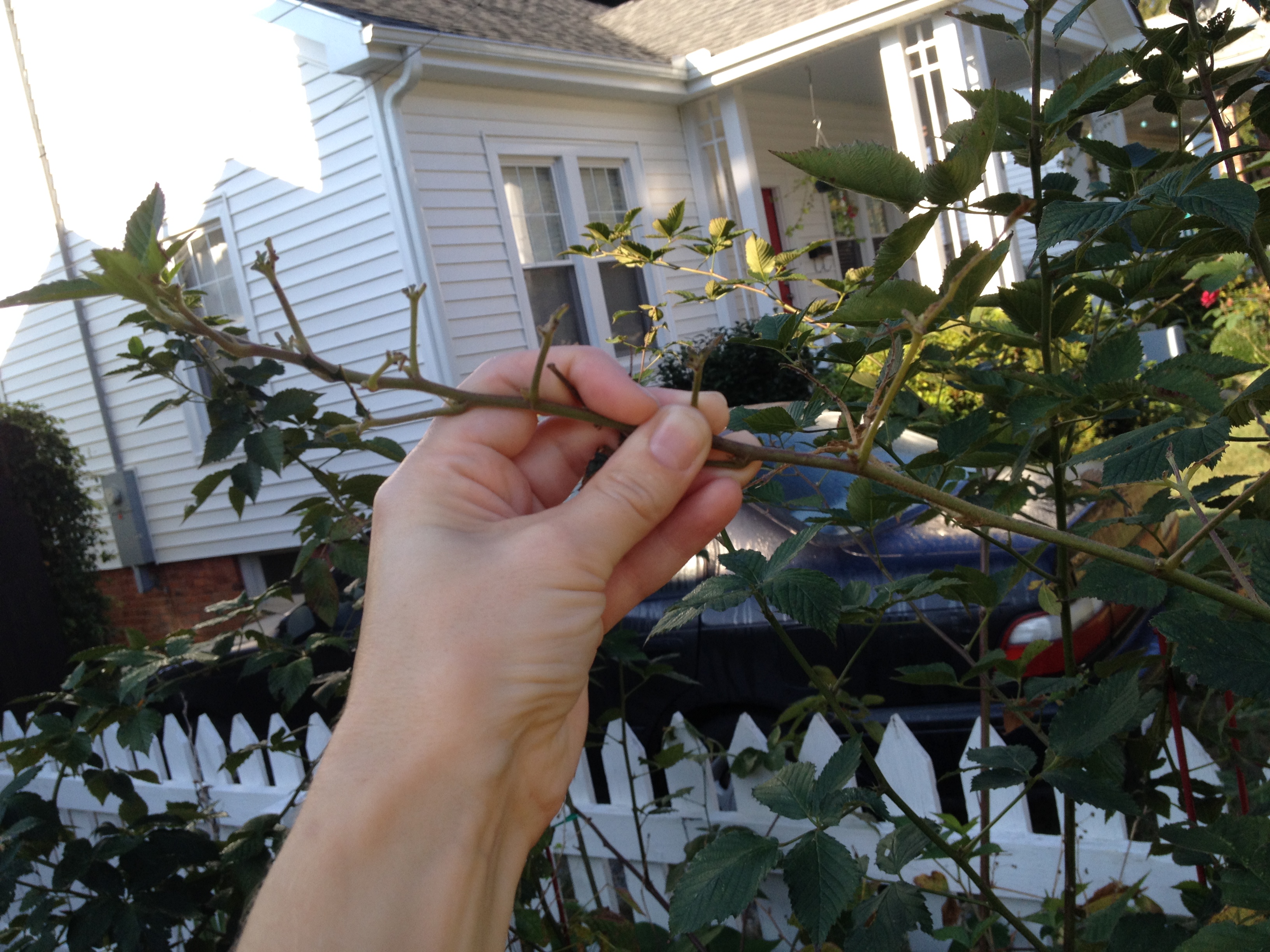 Blackberry primocane defoliated by caterpillar feeding. Photo: Hannah Burrack