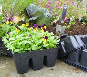 Plastic pots and packs can be recycled - don't through them away!
