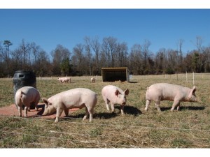 Pigs on pasture.