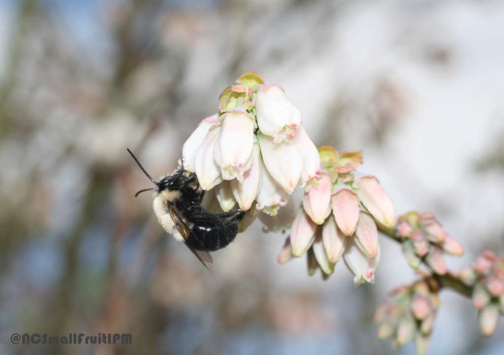 Male southeastern blueberry bee visiting a blueberry flower. Photo: Hannah Burrack