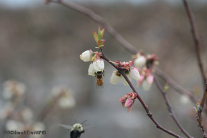 A rare event, a southeastern blueberry bee approaches a honey bee foraging at a blueberry flower. Photo: Hannah Burrack