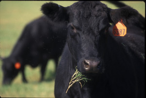 Cover photo for Beef Conference Webinar