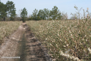 Southern highbush blueberry plants in bloom. Photo: Hannah Burrack