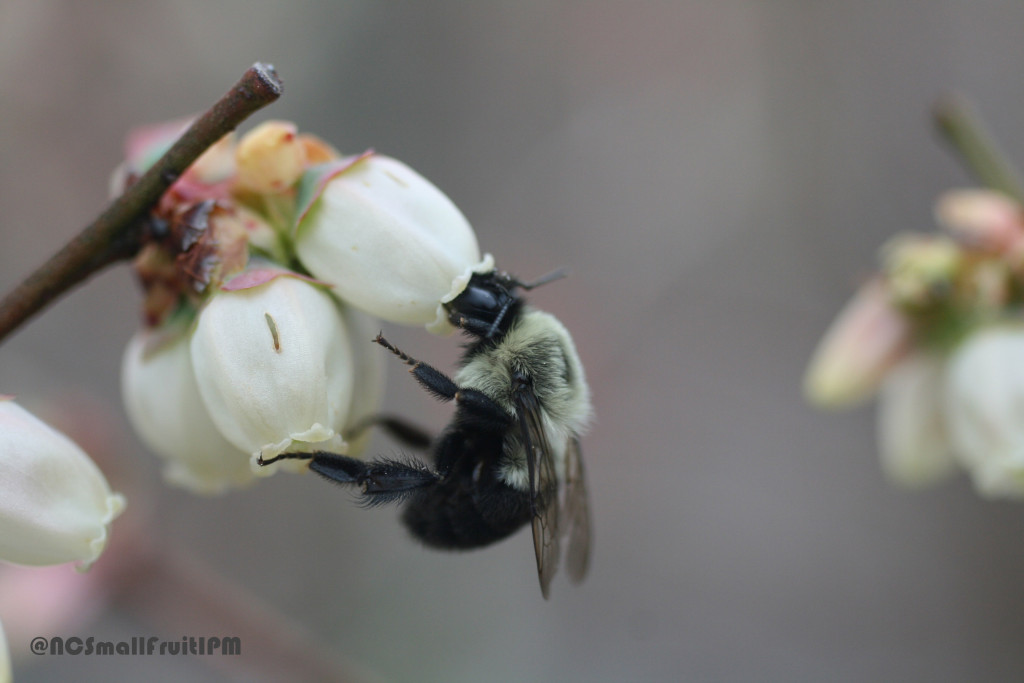Bumble bee foraging at a blueberry flower. Note that the bumble bee is rejecting the carpenter bee slits on these flowers. Photo: Hannah Burrack