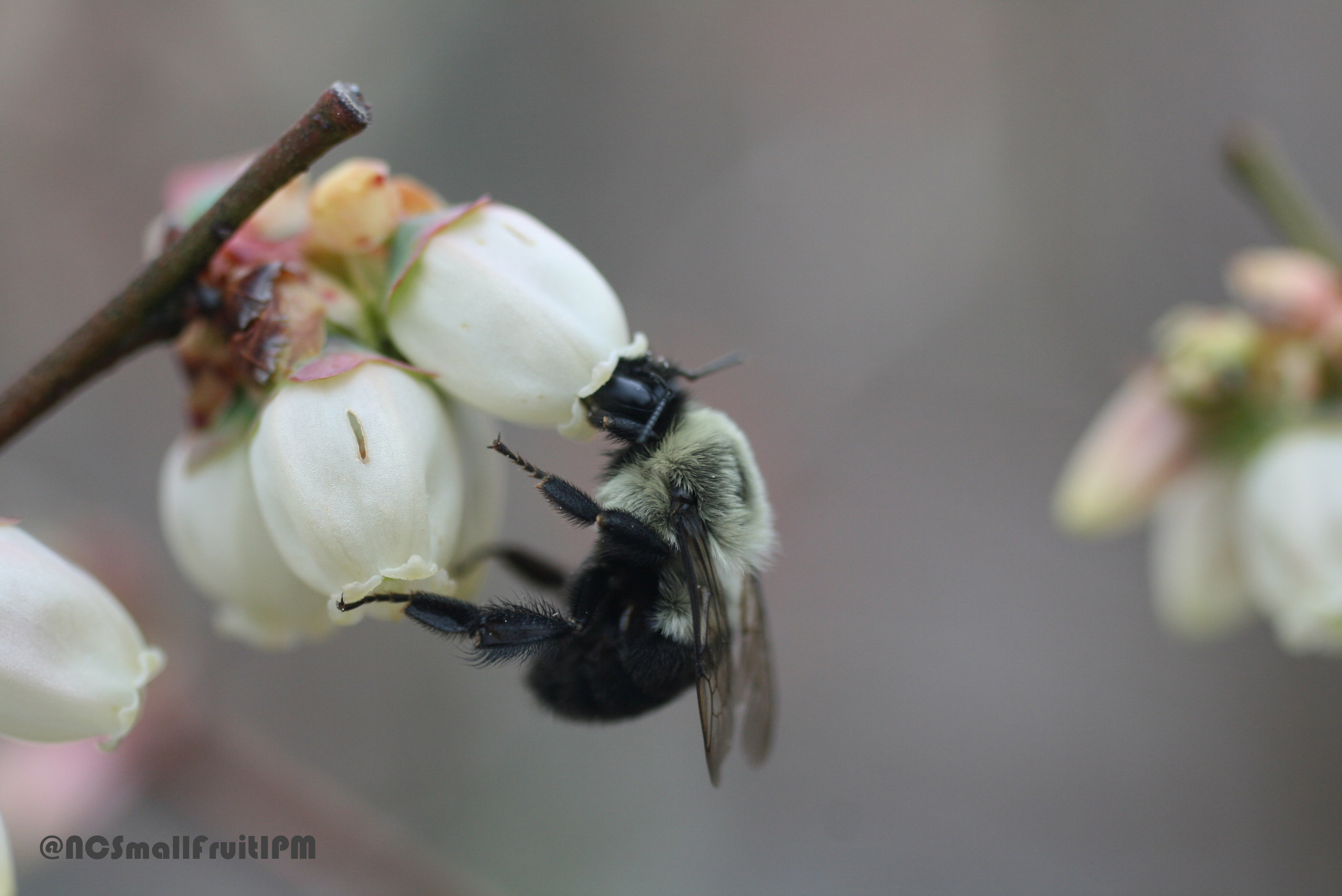 Rabbiteye Blueberry Pollination Chart