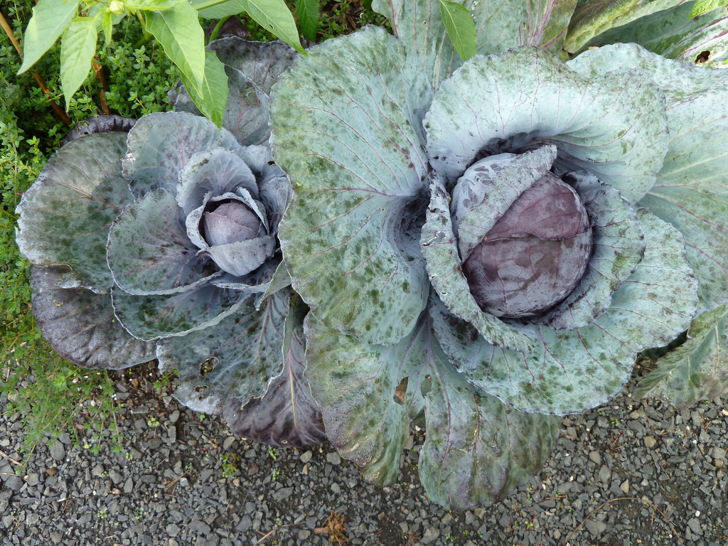 cabbage oct