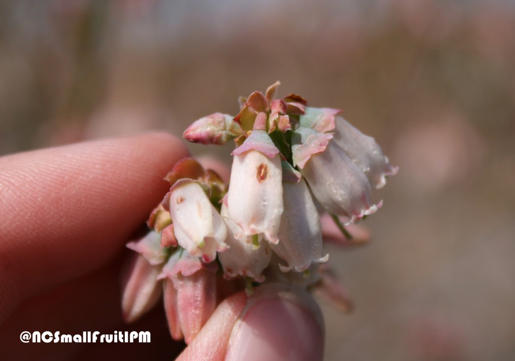 Slits created by carpenter bees in blueberry flowers. Photo: Hannah Burrack