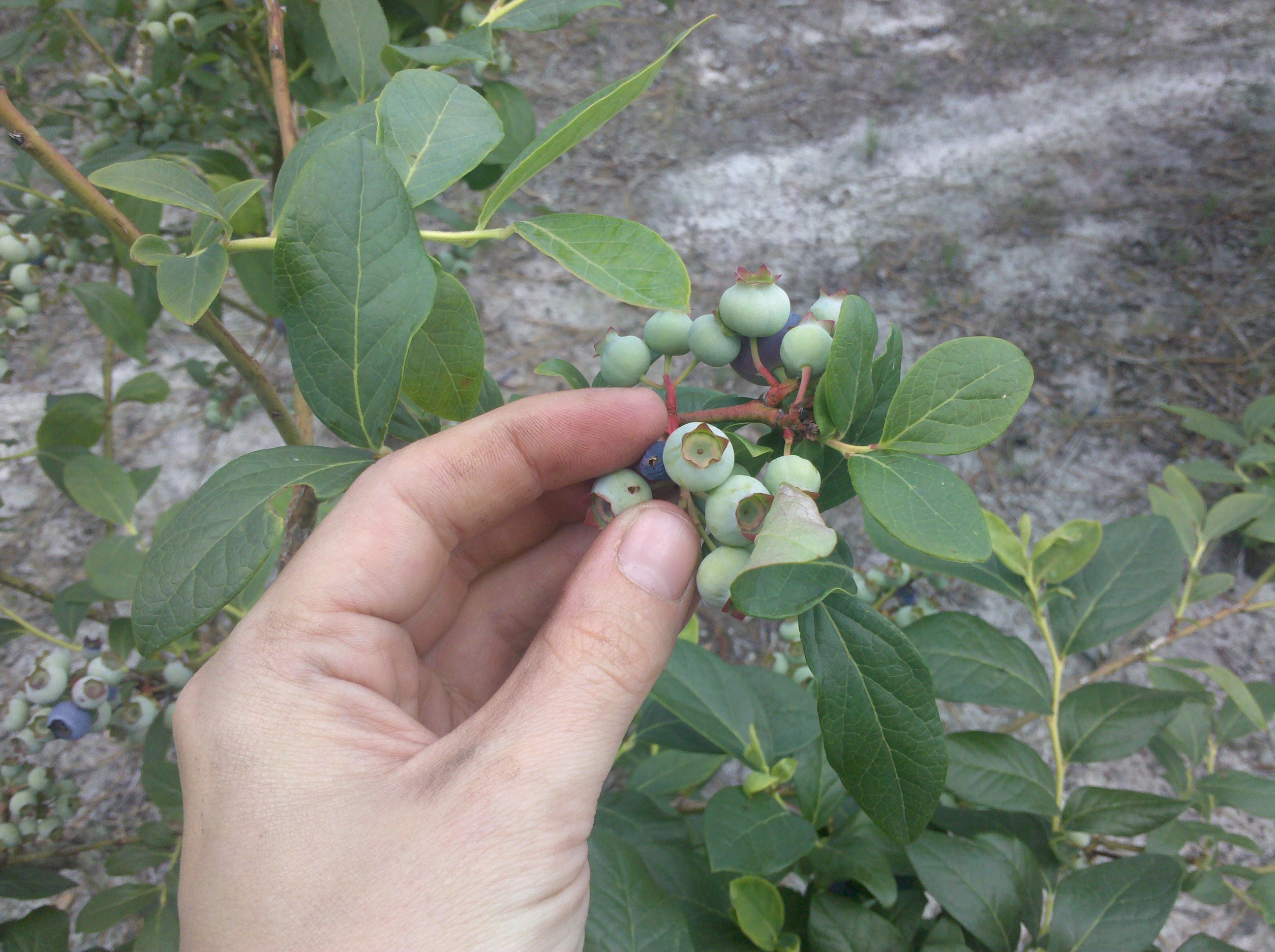 Prematurely ripe blueberries due to cherry fruitworm feeding. Photo: Hannah Burrack