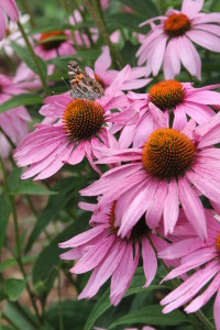 Purple Coneflower