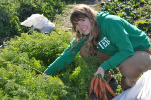 Apprentice farmer harvesting carrots