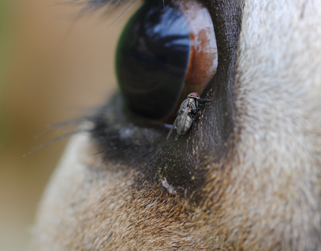 Figure 5. Face flies transmit Moraxella bovis, the bacterium that causes pinkeye.