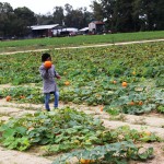 Students visiting a local pumpkin patch to harvest a pumpkin to make soup