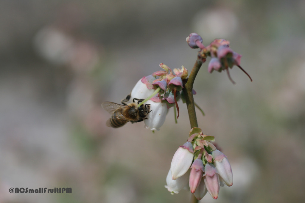 Honey bee using a carpenter bee feeding slit to "poach" or "rob" nectar from a blueberry flower. Photo: Hannah Burrack