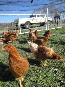 Chickens at CEFS Small Farm Unit