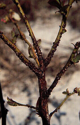 Blueberry stem infested with terrapin scale (Mesolecanium nigrofasciatum) during early spring (before crawler emergence). Photo: John Meyer.