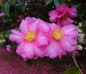 Camellia sasanqua blossom. 