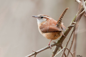 Birds Of North Carolina Chart