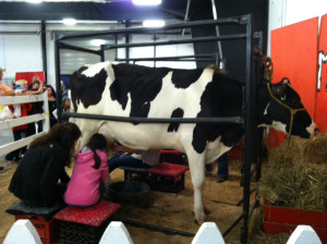 Milking a cow