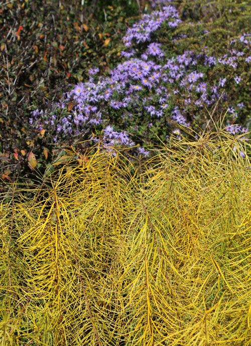 Fall color on bluestar with asters in background