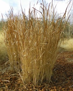 ornamental grass