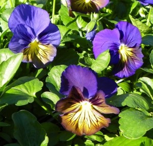 Pansy