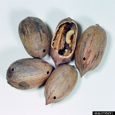 Pecan weevil damage