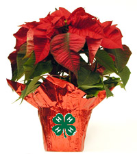 poinsettia plant