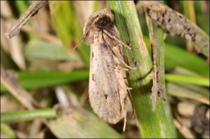 Adult Webworm