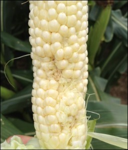 Brown Stink Bug Damage to Corn cob Brown Stink Bug Damage to Corn cob