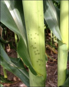 Brown Stink Bug Damage to Cornstalk Brown Stink Bug Damage to Cornstalk