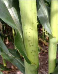 Brown Stink Bug Damage to Cornstalk